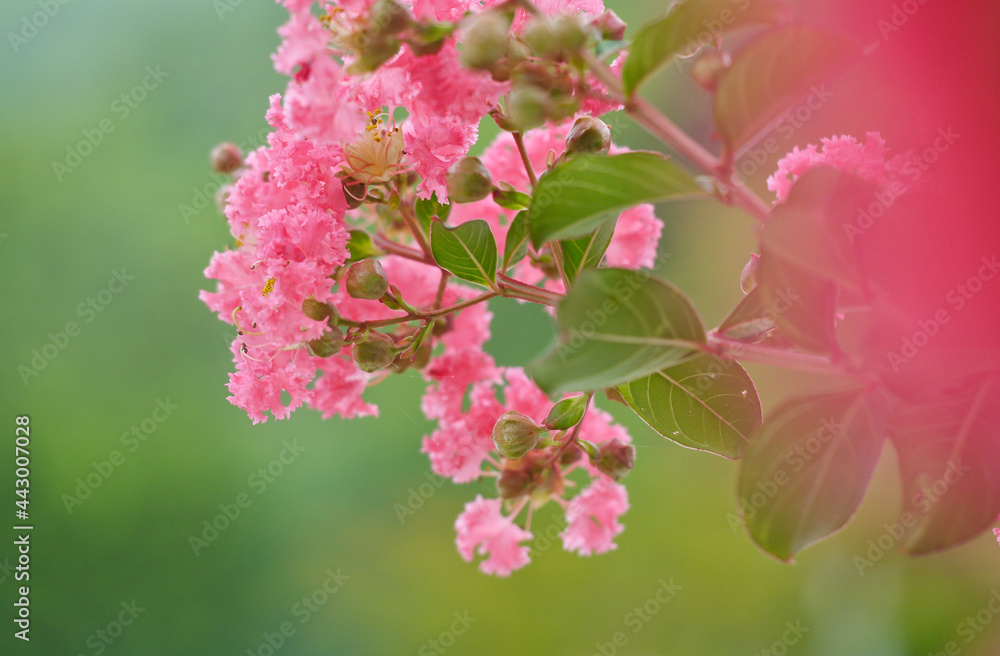 Fototapeta premium サルスベリ