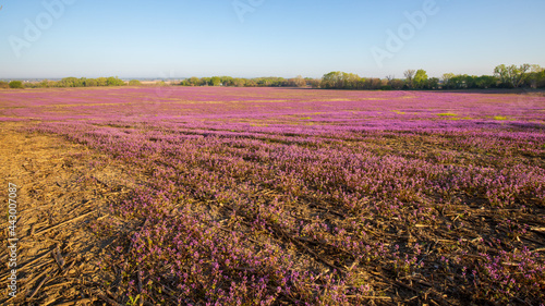 Wallpaper Mural Purple deadnettle and henbit flowering in Spring in corn and soybean fields. Pink flowers. Nebraska landscape. Torontodigital.ca