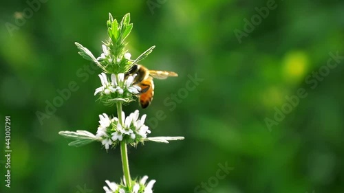 Close-up of a bee collecting nectar on a flower on a green background
