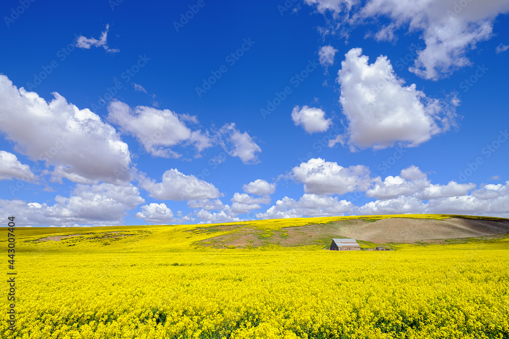 Clouds drifting above a field of Canola in southeastern Washington, USA Clouds drifting above a field of Canola in southeastern Washington, USA