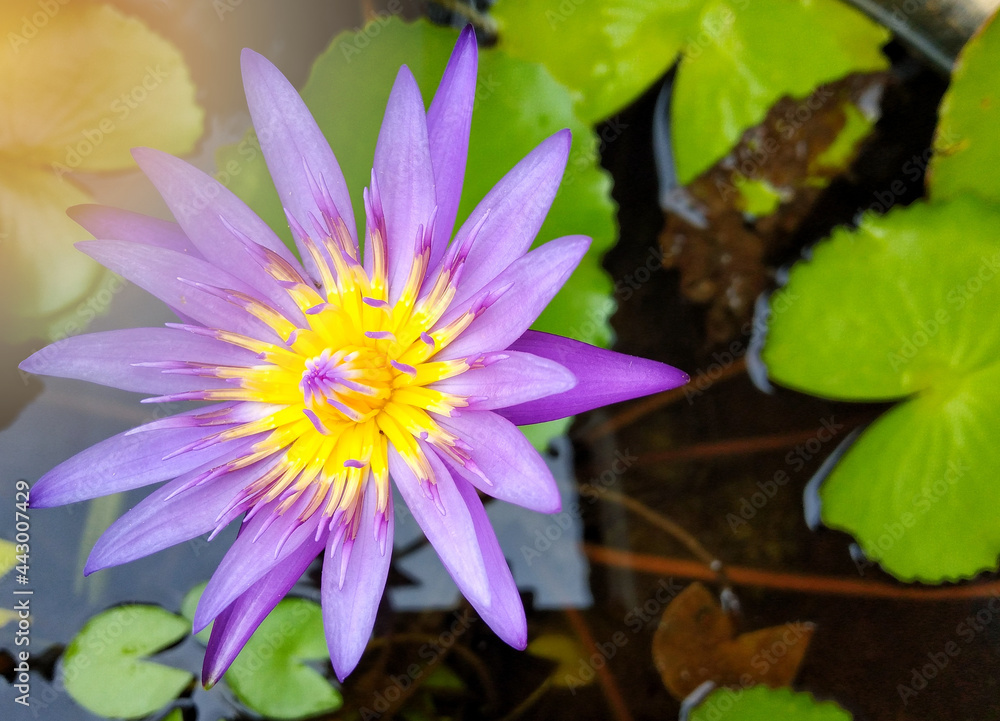 A purple lotus flower with yellow pollen is blooming in the morning. Gives you a feeling of calmness and relaxation A purple lotus flower with yellow pollen is blooming in the morning. Gives you a feeling of calmness and relaxation