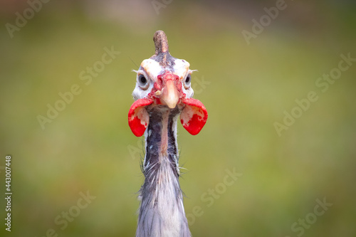 portrait of a rooster photo