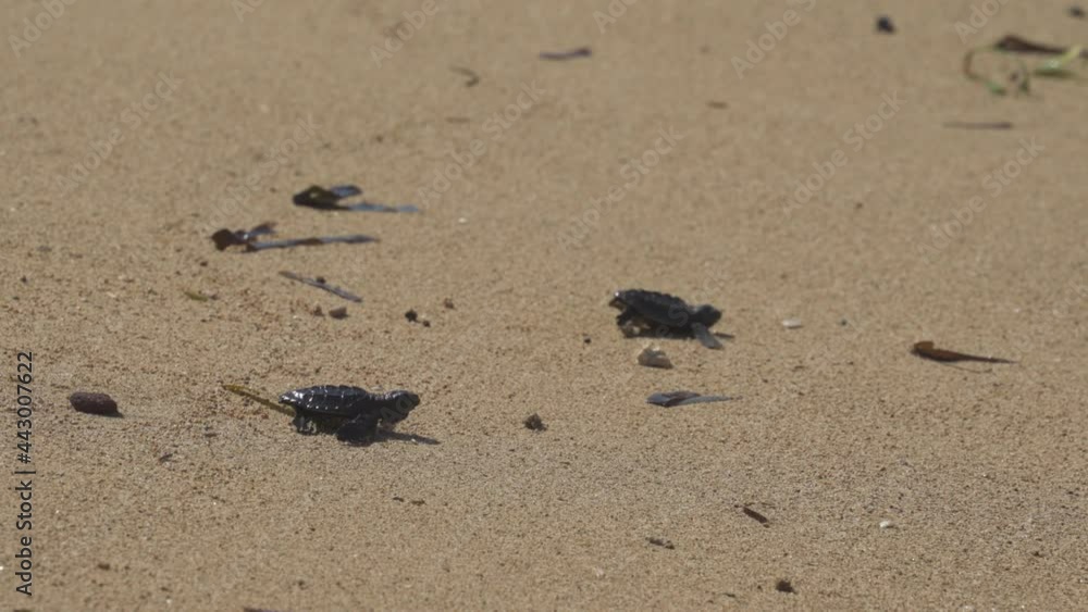 Releasing Baby Turtles into the sea on Sanur Beach Bali Indonesia - Turtle Release Event Releasing Baby Turtles into the sea on Sanur Beach Bali Indonesia - Turtle Release Event