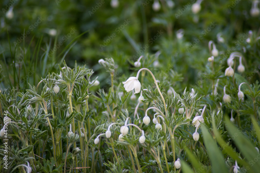 white spring flowers primroses in spring on among the greenery