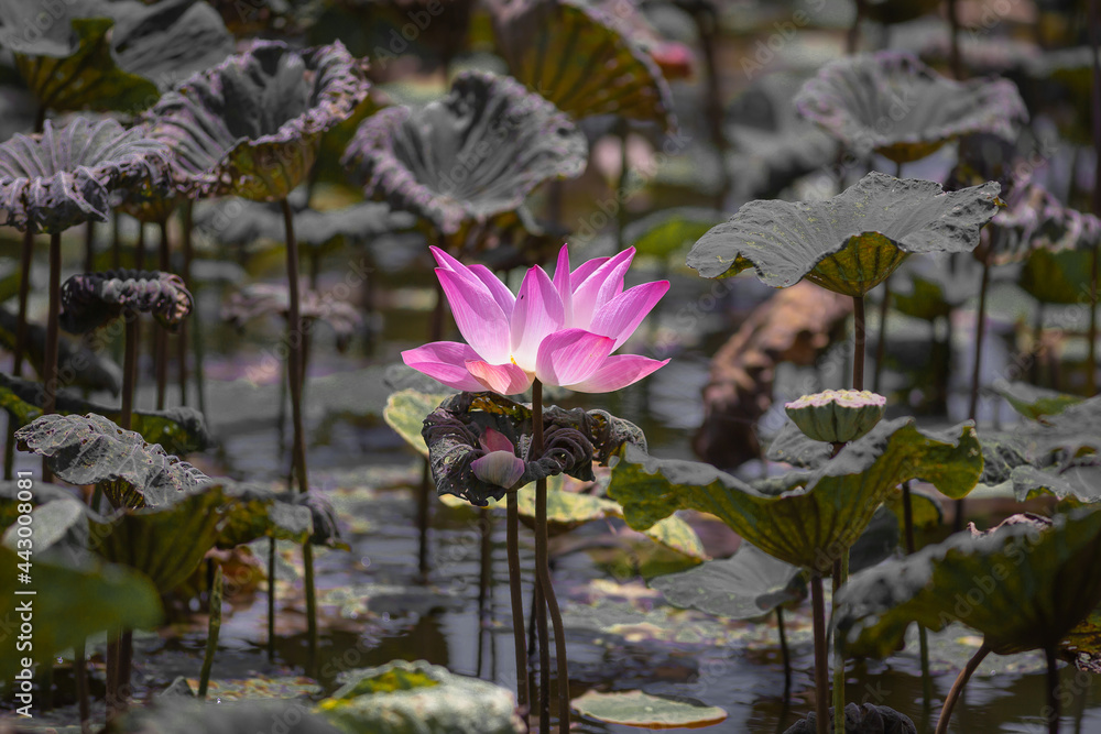 Pink Lotus flower and Lotus flower plants, selective color and focus Pink Lotus flower and Lotus flower plants, selective color and focus
