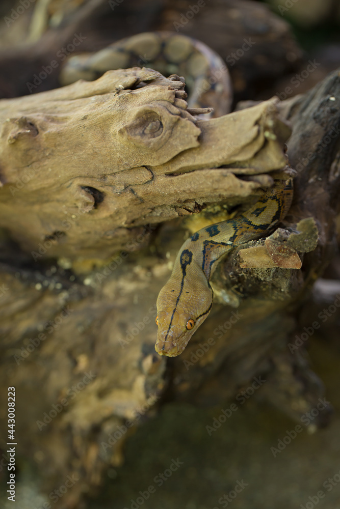 Boa portrait, Boa constrictor snake on tree branch Boa portrait, Boa constrictor snake on tree branch
