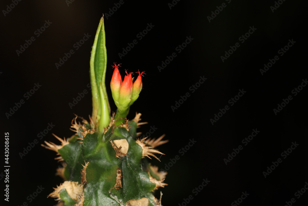 Close up cactus baby fresh flower is thorn tree on black background Close up cactus baby fresh flower is thorn tree on black background