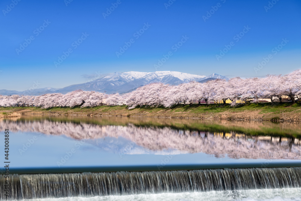 日本　早朝で青空の白石川堤水鏡の一目千本桜 