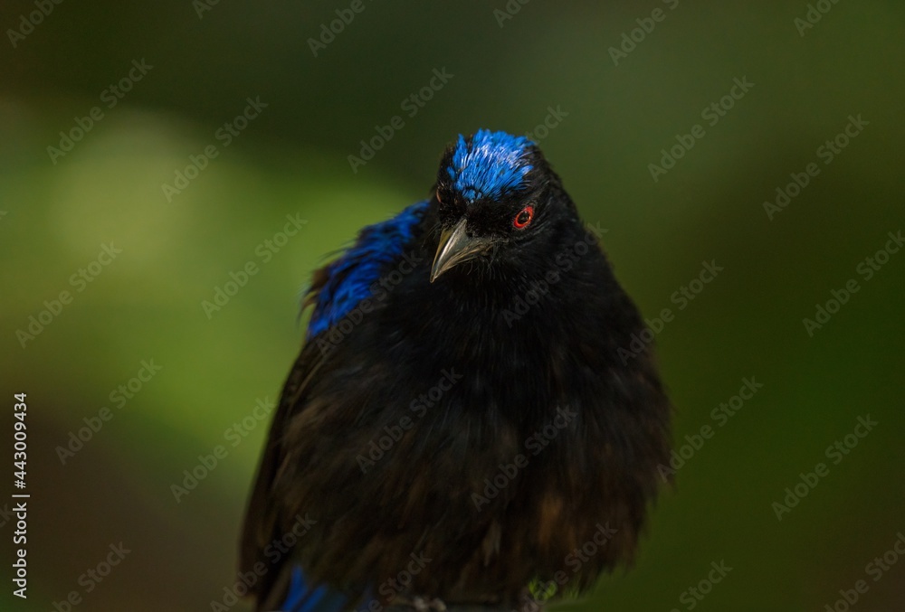 Obraz premium This macro image shows a detailed front view portrait of a Metallic Starling (Aplonis metallica) bird with ruffled feathers and bright red eyes.
