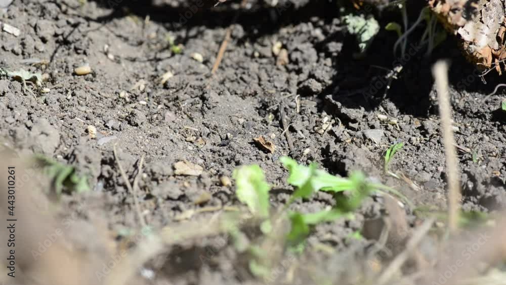 many ants with eggs run on the ground many ants with eggs run on the ground