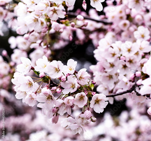 Cherry Blossoms