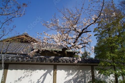 西新井大師の春　満開の桜の季節 © takashi