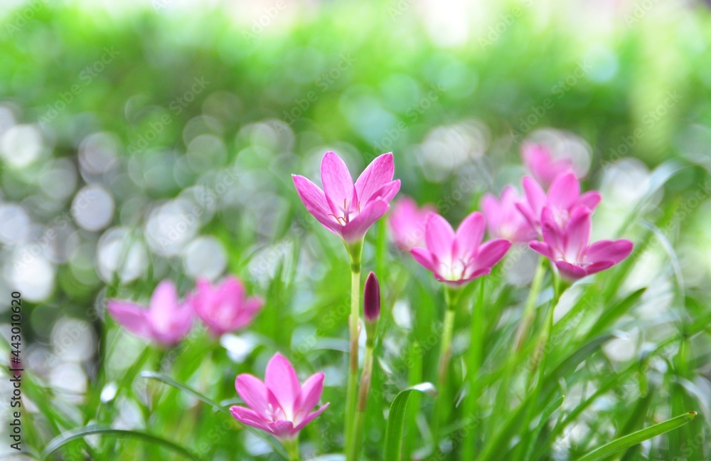 Pink zephyranthes flowers and green leaves background. Pink zephyranthes flowers and green leaves background.