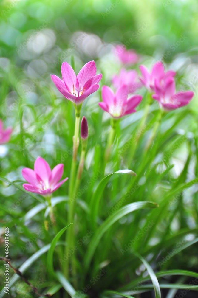 Pink zephyranthes flowers and green leaves background. Pink zephyranthes flowers and green leaves background.