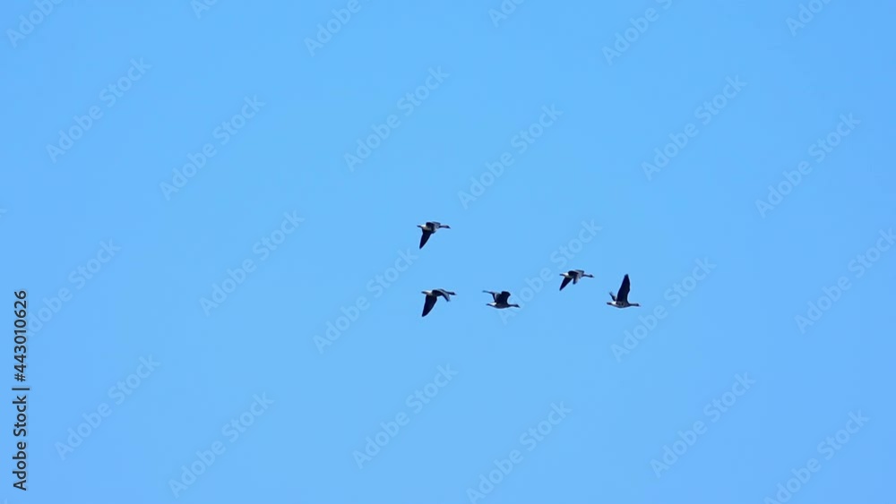 Five flying wild geese under the pure blue sky Five flying wild geese under the pure blue sky
