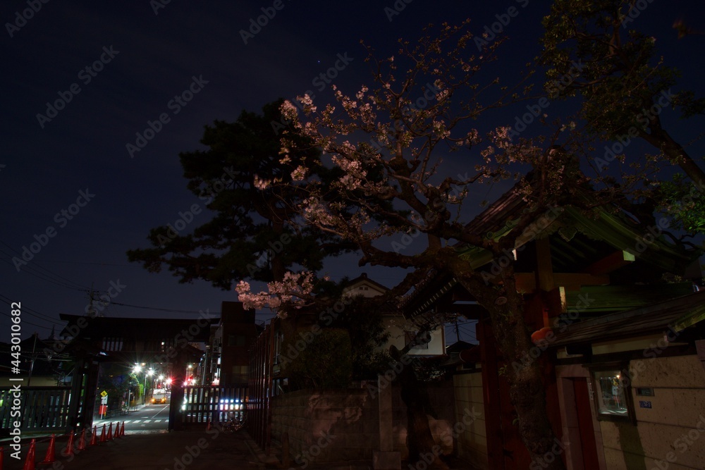池上本門寺夜景　満開の桜と本門寺