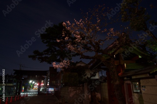 池上本門寺夜景　満開の桜と本門寺 © takashi