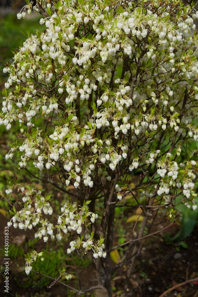 Fototapeta premium 中野哲学堂公園の春 花壇の花 ドウダンツツジ