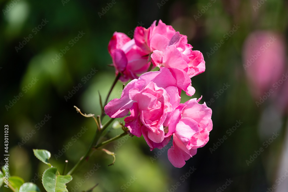 Fototapeta premium Roses