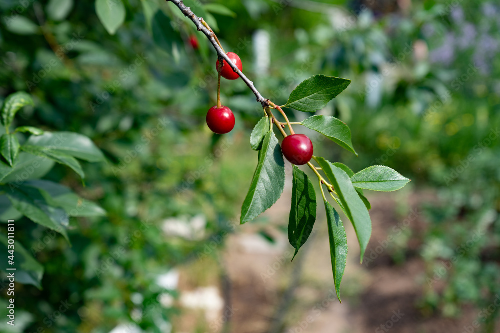 Real nature background: cherry on a branch in a cherry orchard on a beautiful sunny summer day