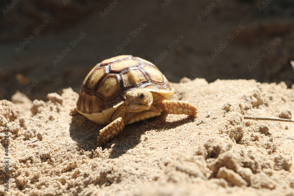 Obraz premium African Sulcata Tortoise Natural Habitat,Close up African spurred tortoise resting in the garden, Slow life ,Africa spurred tortoise sunbathe on ground with his protective shell ,Beautiful Tortoise