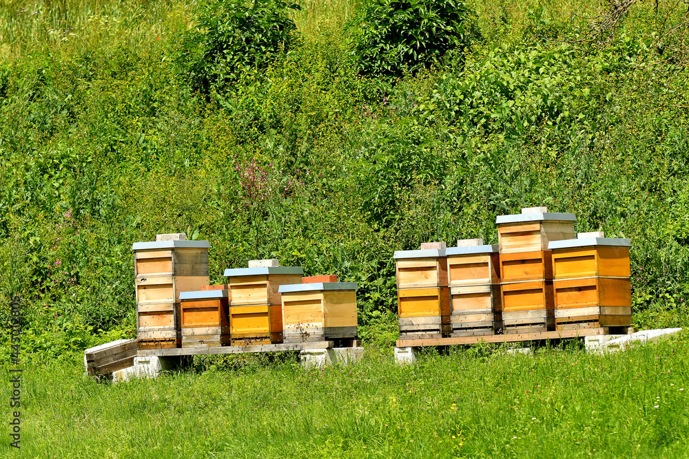 beehives in a meadow in summertime in Germany beehives in a meadow in summertime in Germany