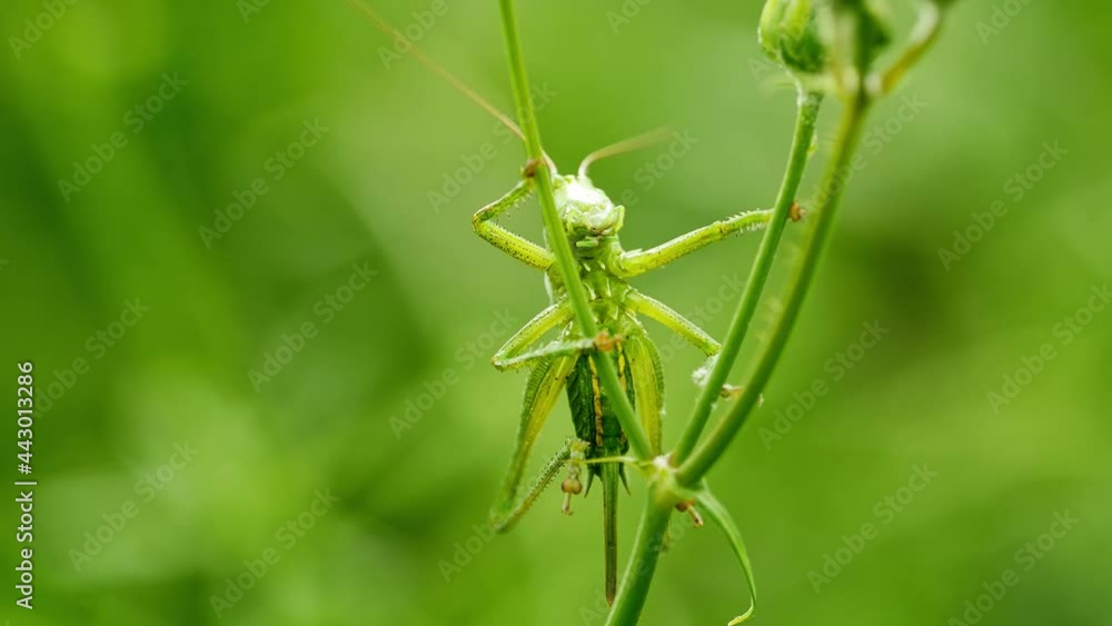 A green locust crawling on the plant A green locust crawling on the plant