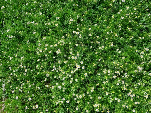 Spring grass and white small flowers.