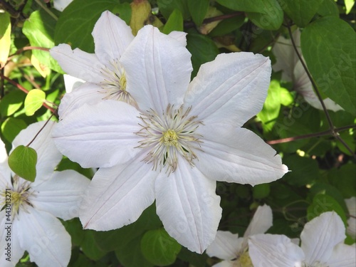 white flowers in the garden