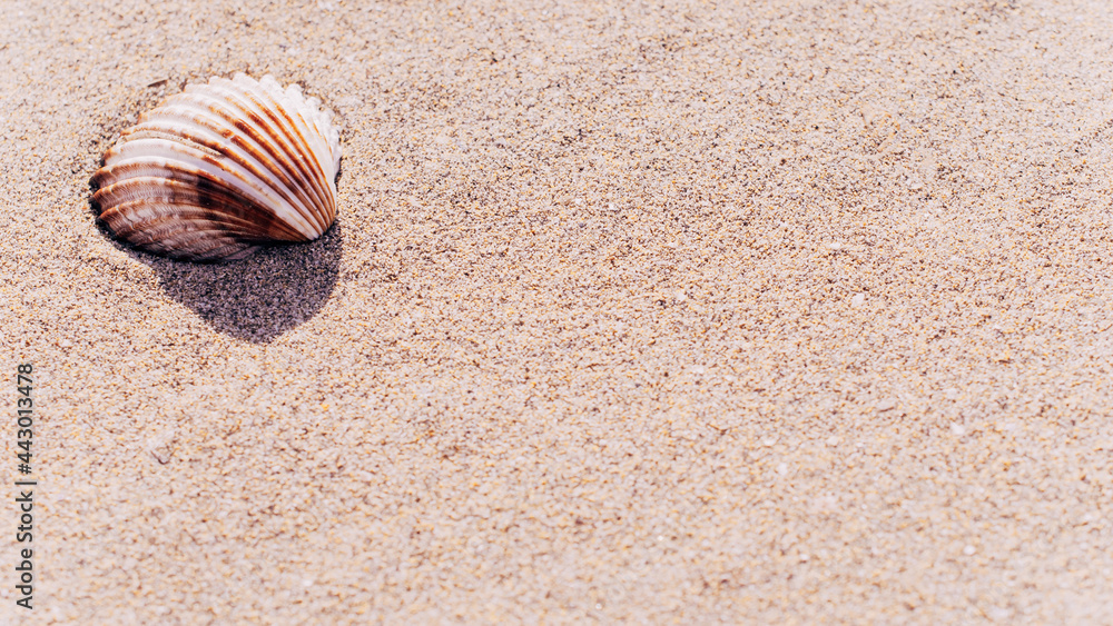 Summer sale with seashells, starfishes on sand ocean beach background. Tranquil beach scene with copy space. Summer sale with seashells, starfishes on sand ocean beach background. Tranquil beach scene with copy space.