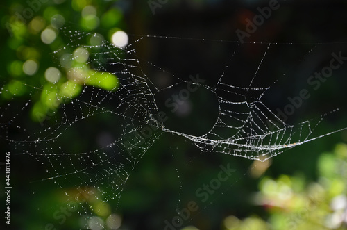 Little dew drops on thin spider webs