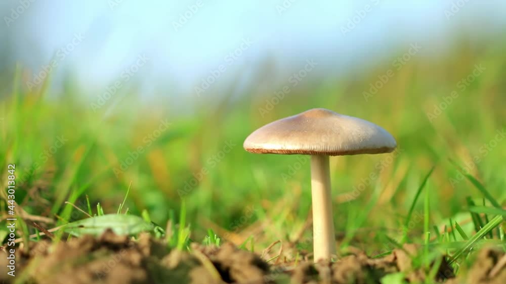 Close-up of a mushroom growing with green grass and dry leaves around Close-up of a mushroom growing with green grass and dry leaves around