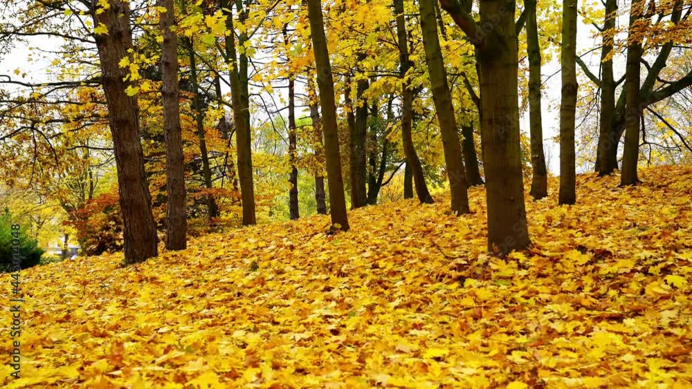In Autumn, yellow leaves covering the ground of forest in park