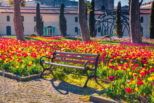 Fotografi Marvellous red tulip flowers in  Gulhane (Rosehouse) park, Istanbul