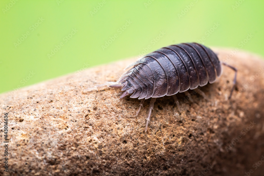 fotografias macro de Oniscidea, cochinillas de la humedad o chanchitos de tierra fotografias macro de Oniscidea, cochinillas de la humedad o chanchitos de tierra