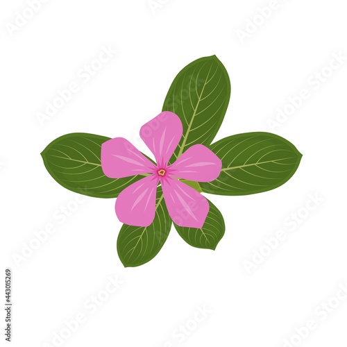 Vector illustration, Madagascar periwinkle or Catharanthus roseus isolated on white background, is a useful plant for herbal medicine.