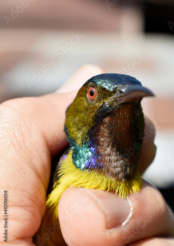 Cute little multicolored bird injured, in the hands of a veterinarian on blurred background. © Somratana