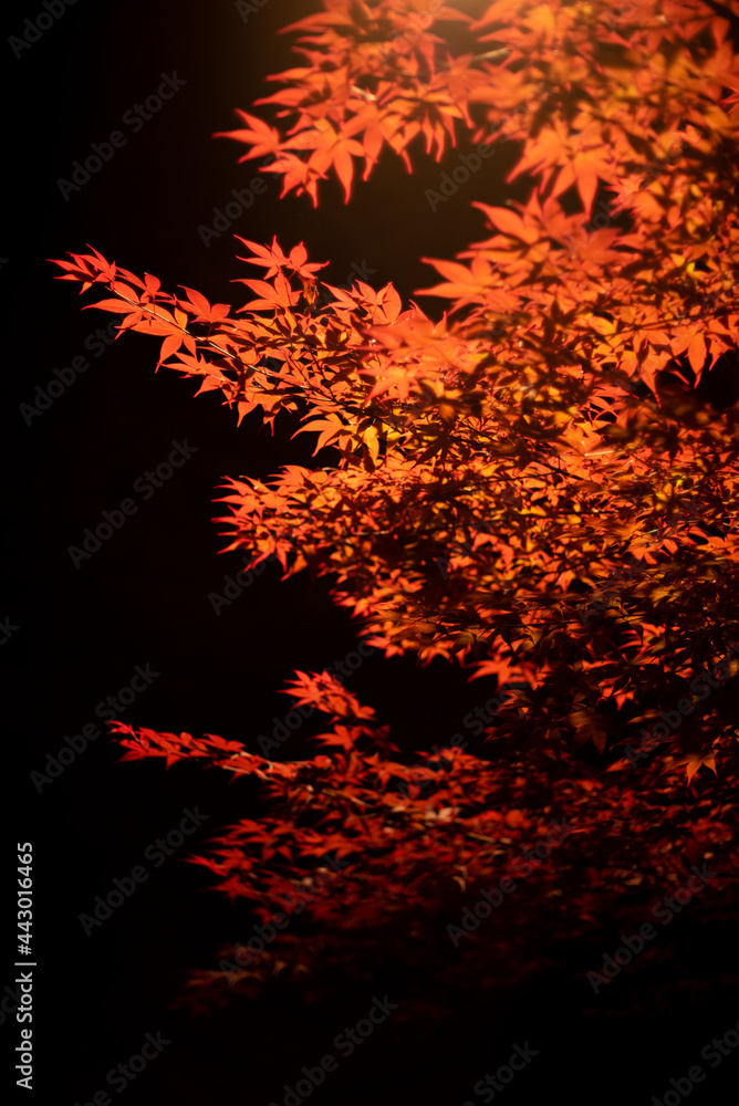 夜の紅葉 夜の紅葉