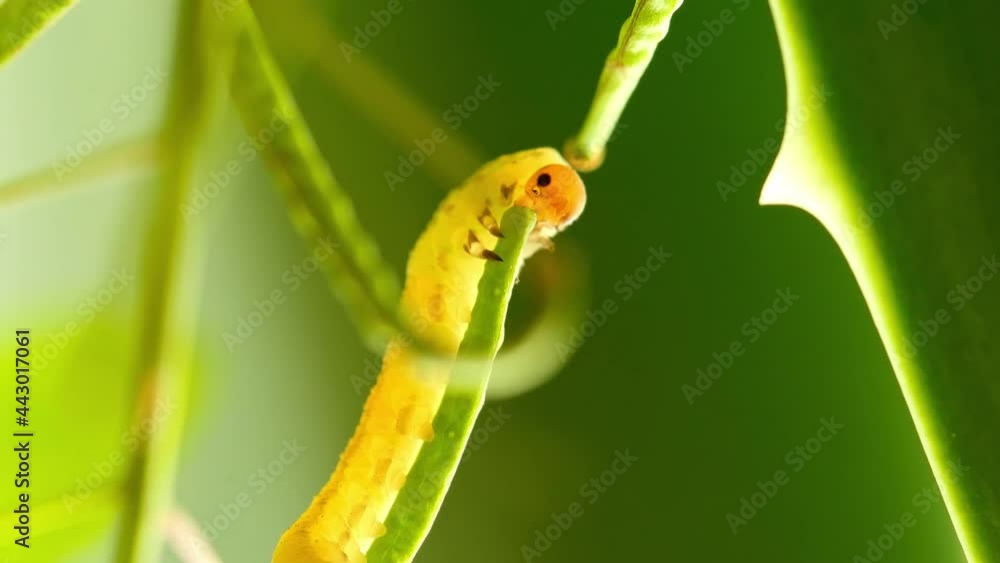 A caterpillar is eating a green plant, green background A caterpillar is eating a green plant, green background