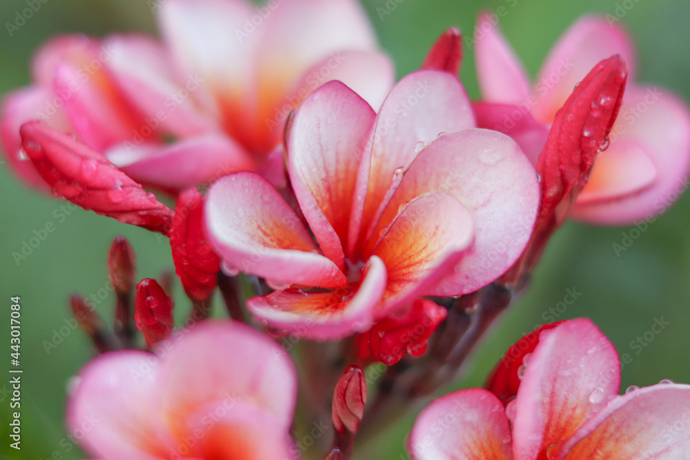 Fototapeta premium close up nature view of flower beautiful,photo blurred, Frangipani.