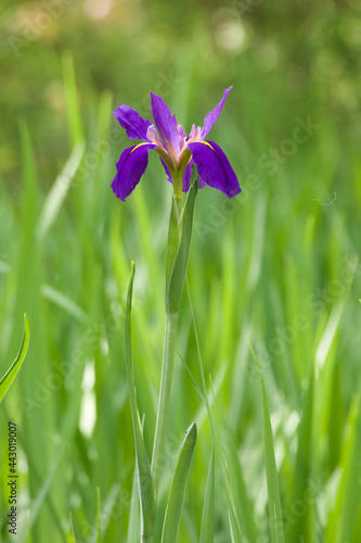 A flower of water iris in violet is blooming in a green field. Vertically oriented picture. 