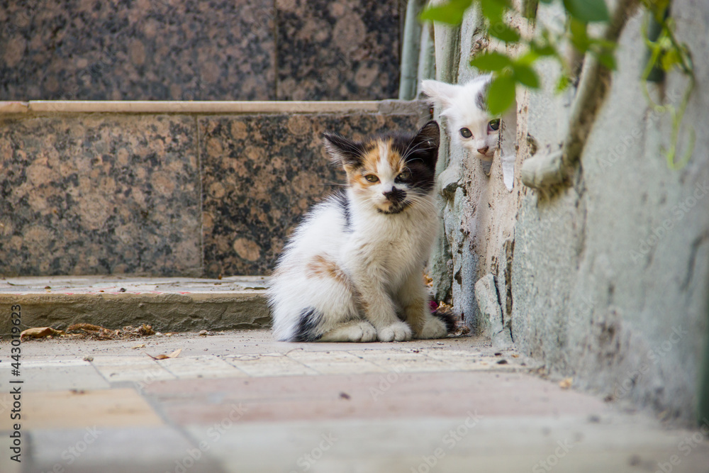 Two cute little kittens outside the house near basement