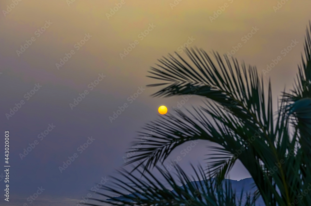 Yellow Sun. Copy Space. Round yellow sun behind  palm leaves. Focus in the background. Stock Image.