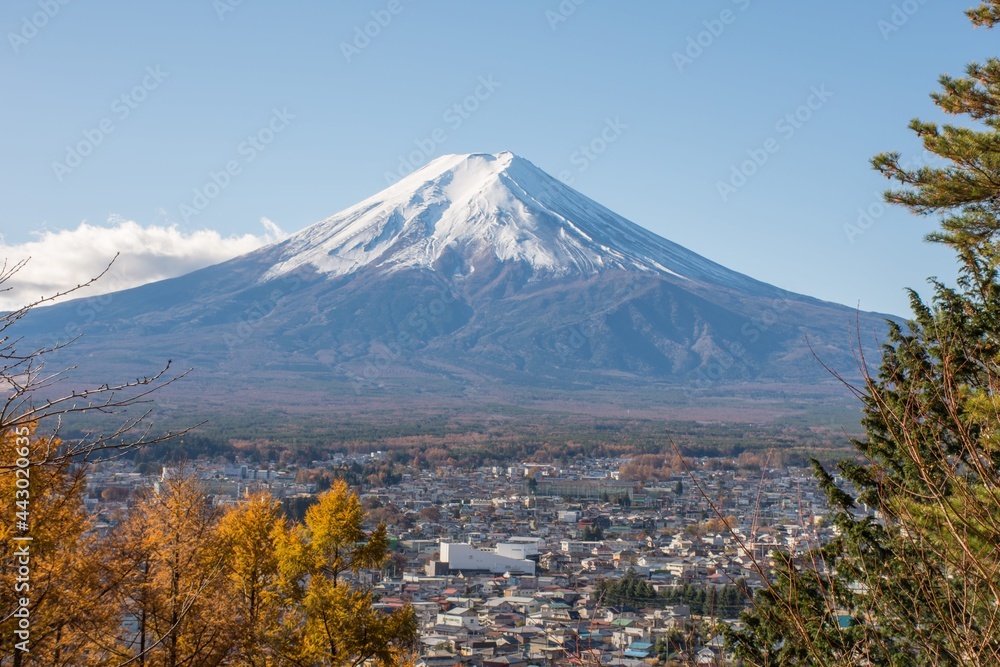 Fototapeta premium Yamanashi; Japan - The Fuji-San and city in high view with night blue clear sky take from Chureito Pagoda view Point; Shimoyoshida station; near Kawaguchiko and Tokyo.