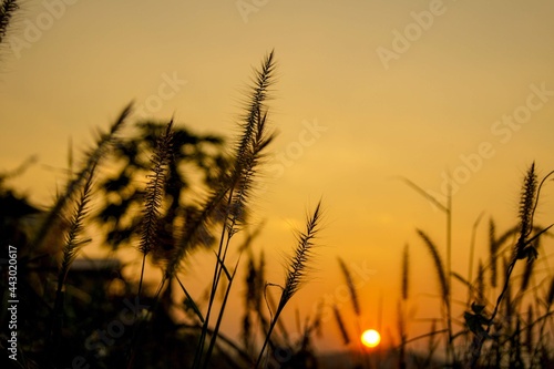 Silhouette of tall grass against golden hour sun light during sunset in the countryside.