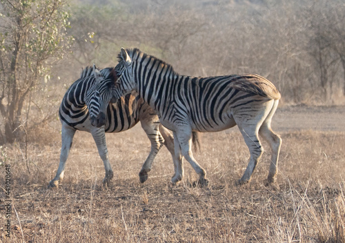 Zebra stallions fighting during golden hour in southern Africa