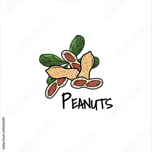 Peanuts in shells in cartoon style. Keto diet, vegetarian, healthy food. Healthy fats. For labels, packaging, snacks. Vector logo, emblem of design farmers market.