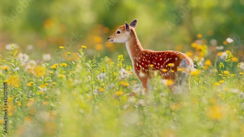 A cute sika deer stands in spring flowers, looking for food. photo