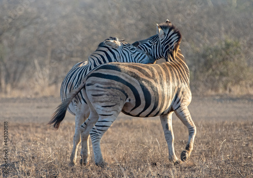 Zebra stallions fighting during golden hour in sub-saharan southern Africa