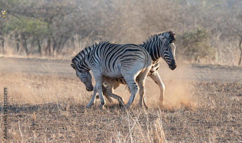 Zebra stallions sparring and fighting during golden hour in southern Africa photo